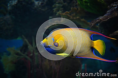 Colorful exotic fish