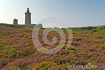 Colorful field of purple and yellow flowers with lighthouse in the background. Cape of Frehel. Brittany.