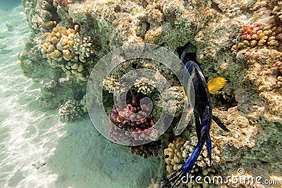 Colorful fish swim on a coral reef in the Red Sea