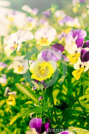 Colorful flowers in vintage style light.