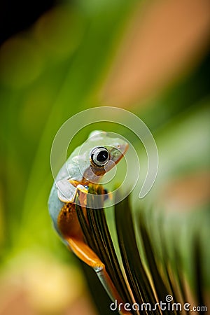 Colorful frog in the jungle