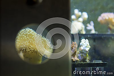 A colorful green hard coral macro in a lab