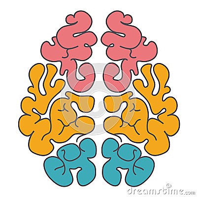 Colorful human brains