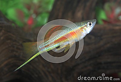 Colorful Male Neon Swordtail Fish in an Aquarium