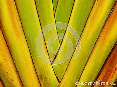 Colorful palm tree background