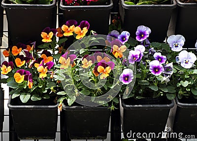 Colorful pansy planters