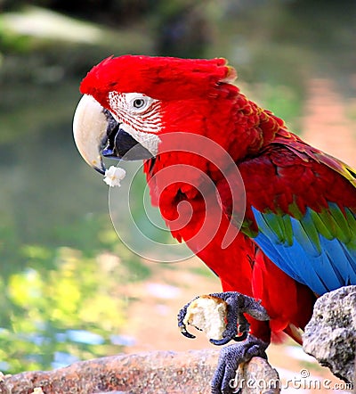 Colorful Parrot.