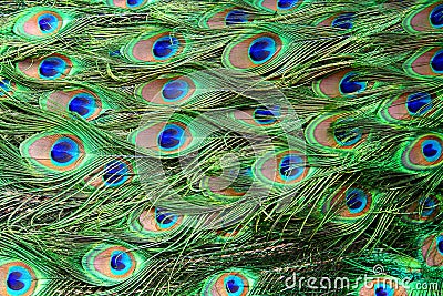 Colorful peacock feathers