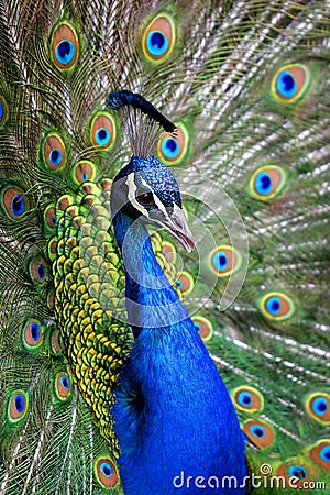 Colorful Peacock in Full Feather.