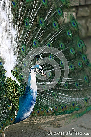 Colorful peacock standing with nice open tail