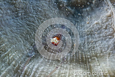 A colorful pop corn shrimp on red soft coral macro