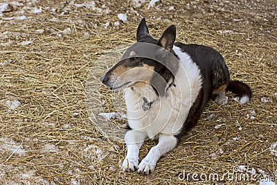 Colorful Ranch Dog Resting On Hay Ground
