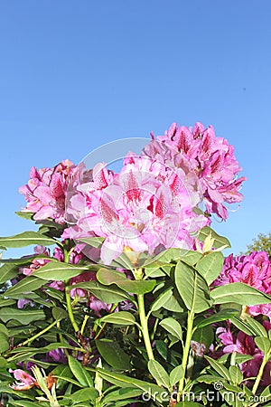 Colorful Rhododendron flowers in a blue sky