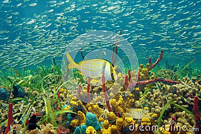 Colorful sea life underwater with shoal of fish