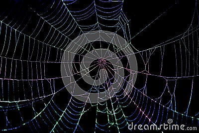 Colorful Spider Web