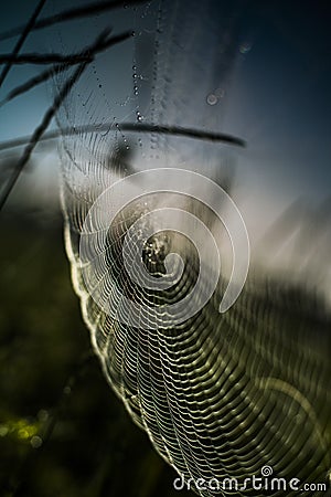 Colorful spider web