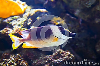 Colorful tropical fish under water
