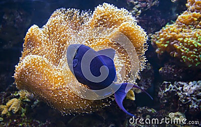 Colorful tropical fish under water