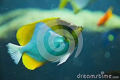 Colorful tropical fish under water