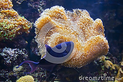 Colorful tropical fish under water