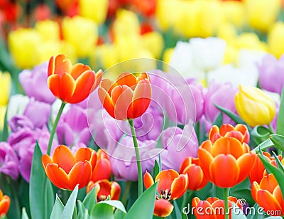 Colorful tulip flower