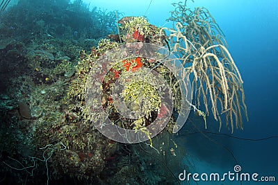 Colorful underwater coral scene, roatan, honduras