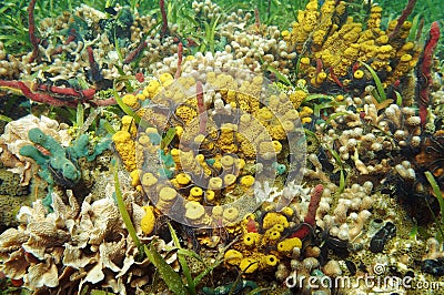 Colorful underwater marine life of Caribbean sea