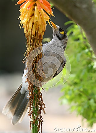 Colorfull bird eating flowers