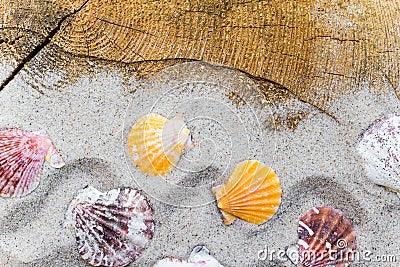 Colorfull Sea shells sand board