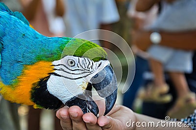 Coloured Parrot food feeding