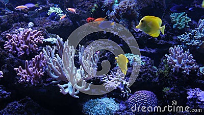 Colourful underwater world