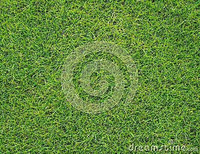 Colseup Beautiful green grass pattern from golf course