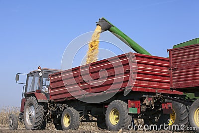 Combine harvester pours corn maize seeds