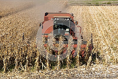 Combine Harvests Corn