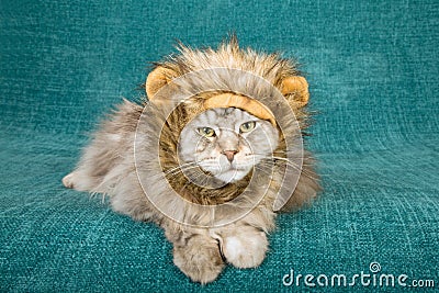 Comical funny cat wearing furry lion mane hat cap on teal background