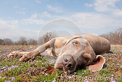 Comical image of a Weimaraner dog being lazy