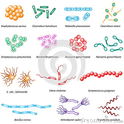 Common Bacteria Types Stock Vector Image