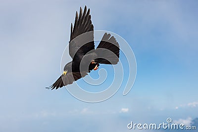 Common blackbird, Prisojnik - Slovenia.