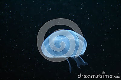 Common Blue Moon Jellyfish - Aurelia aurita