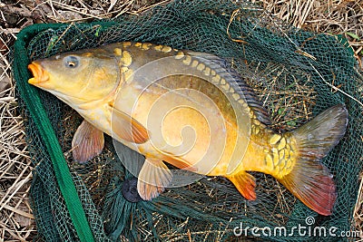 The Common carp (Cyprinus carpio)