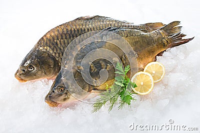 Common carp fish on ice