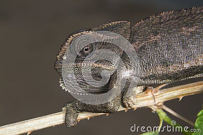 Common chameleon or Mediterranean chameleon (Chamaeleo chamaeleon) portrait.