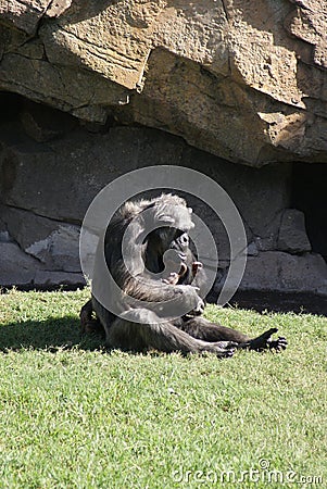 Common Chimpanzee - Pan troglodytes