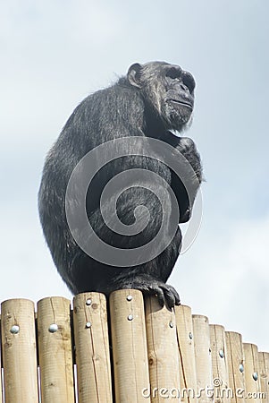 Common Chimpanzee - Pan troglodytes - Watching