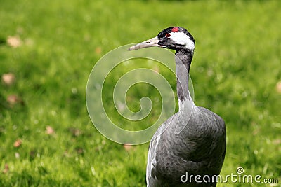 Common Crane or Eurasian Crane / Grus grus