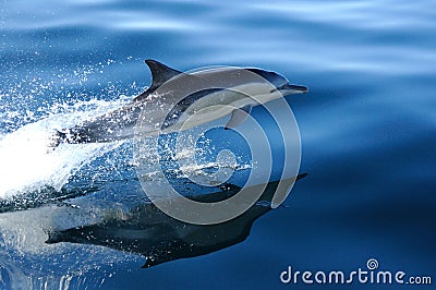 COMMON DOLPHIN 3 of 4