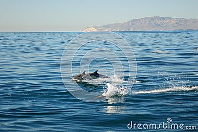 Common Dolphins with Island
