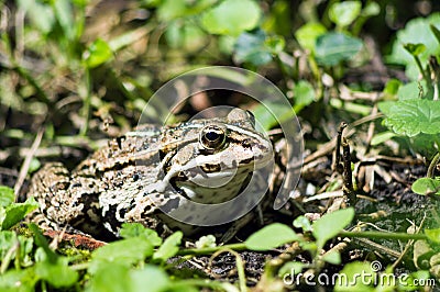 Common European Edible frog