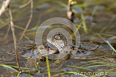 Common frog (Rana temporaria)