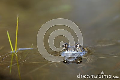 Common frog (Rana temporaria)